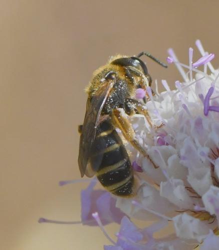 Halictus sp.